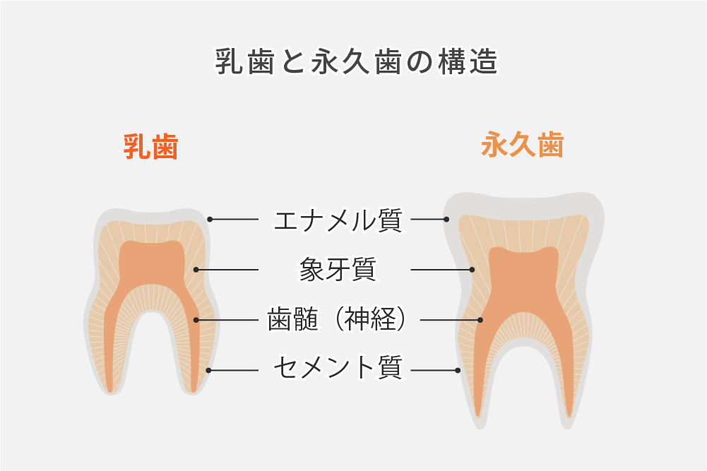 乳歯の時期について